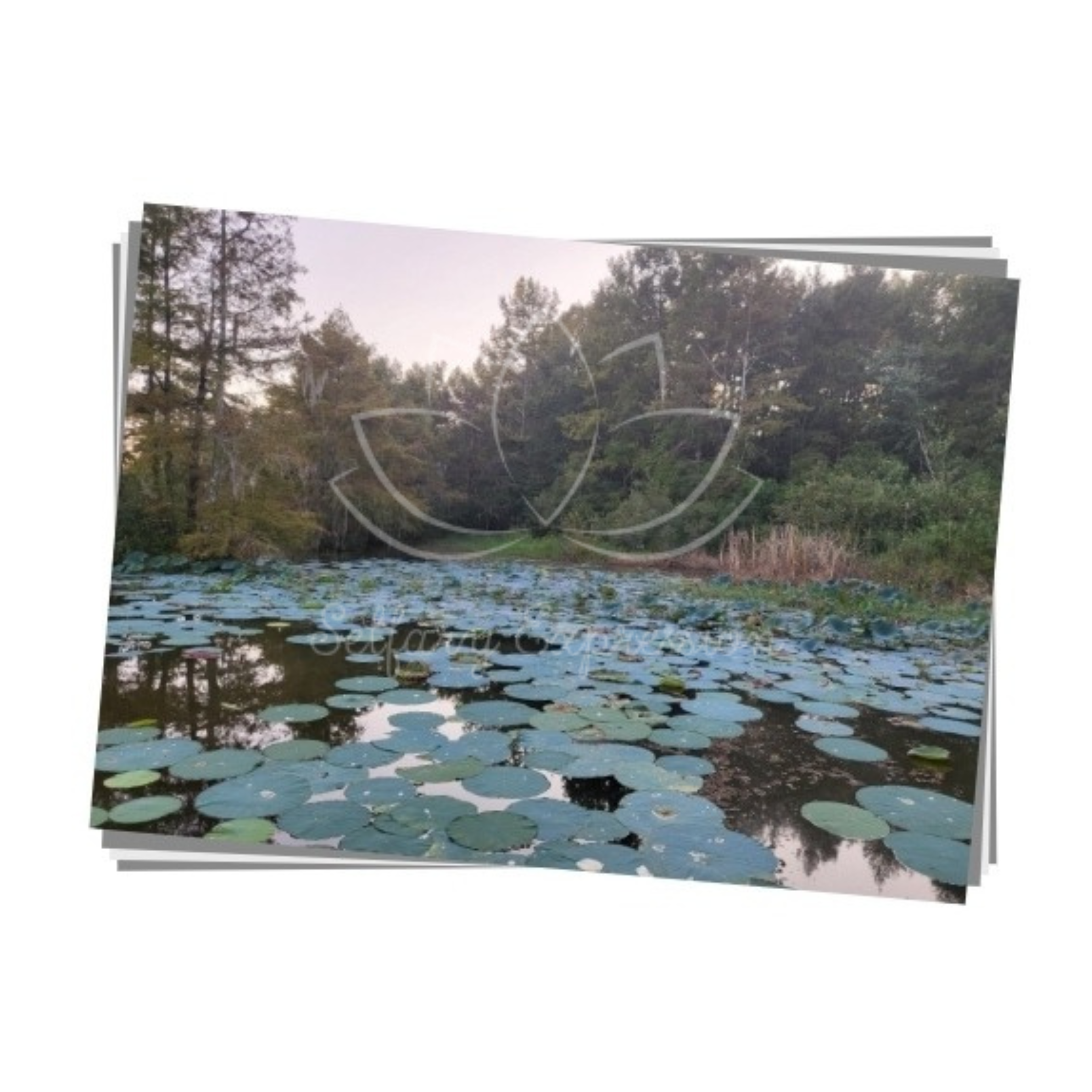 Original Photography - "Yup Yup Yup"