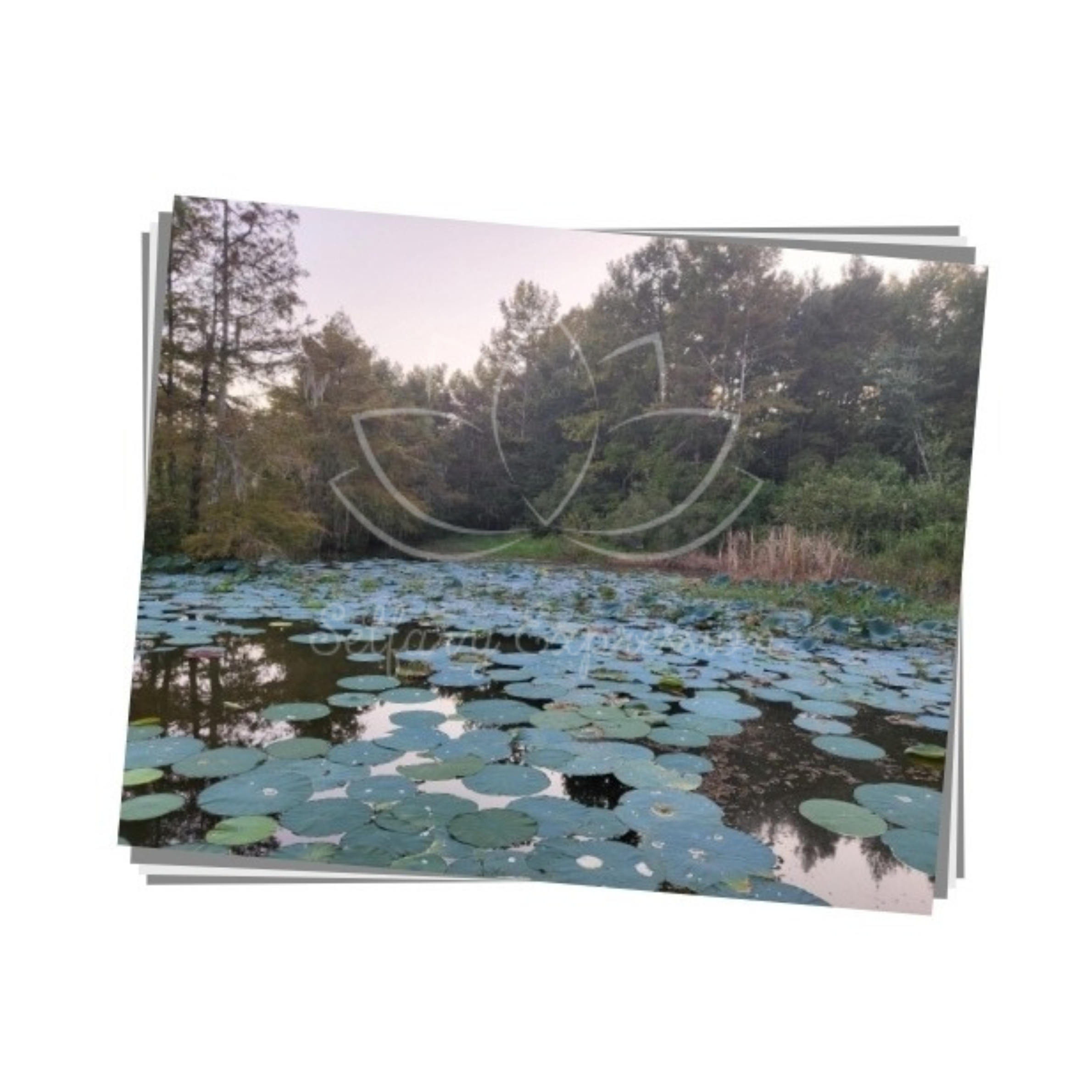 Original Photography - "Yup Yup Yup"