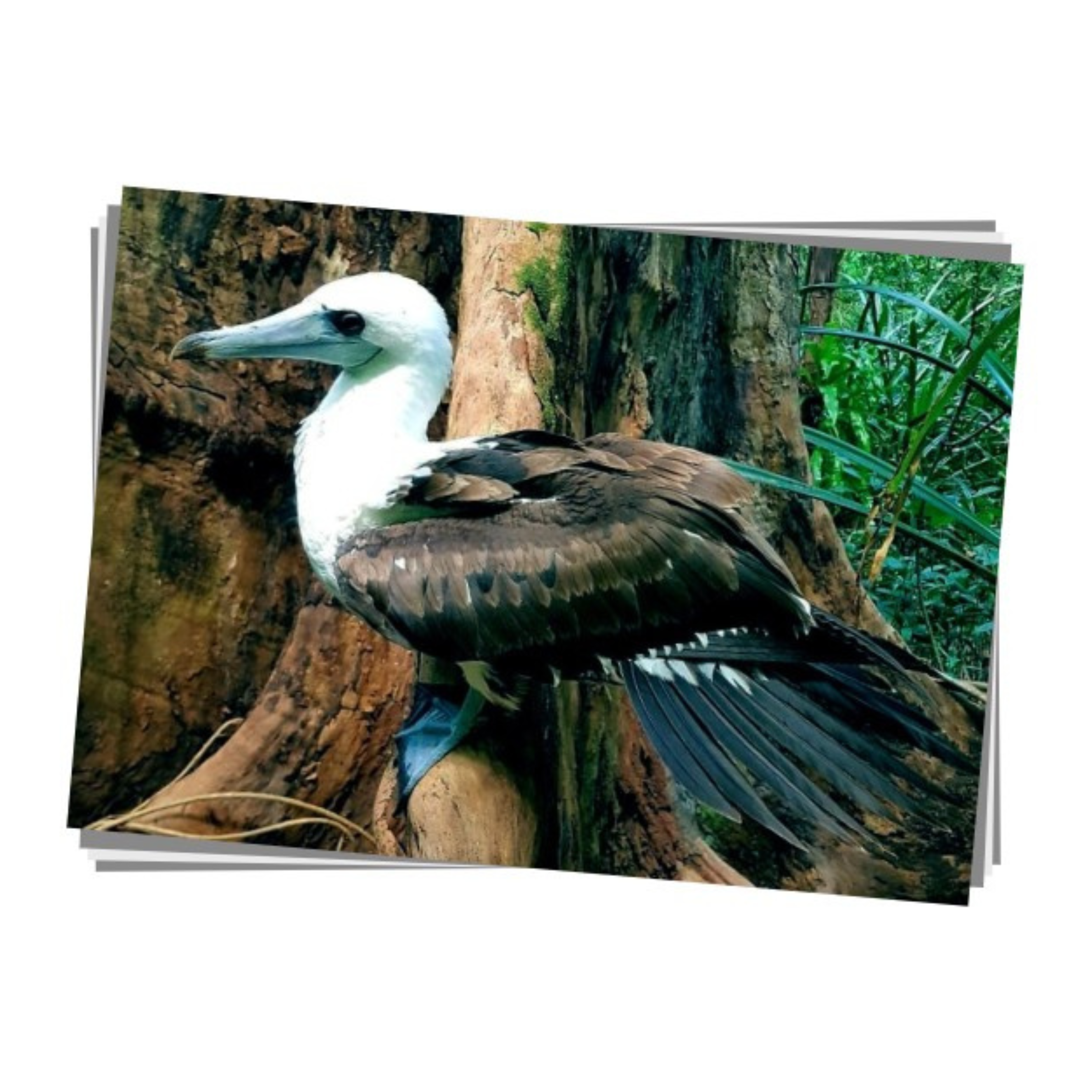 Abbott's Booby Print