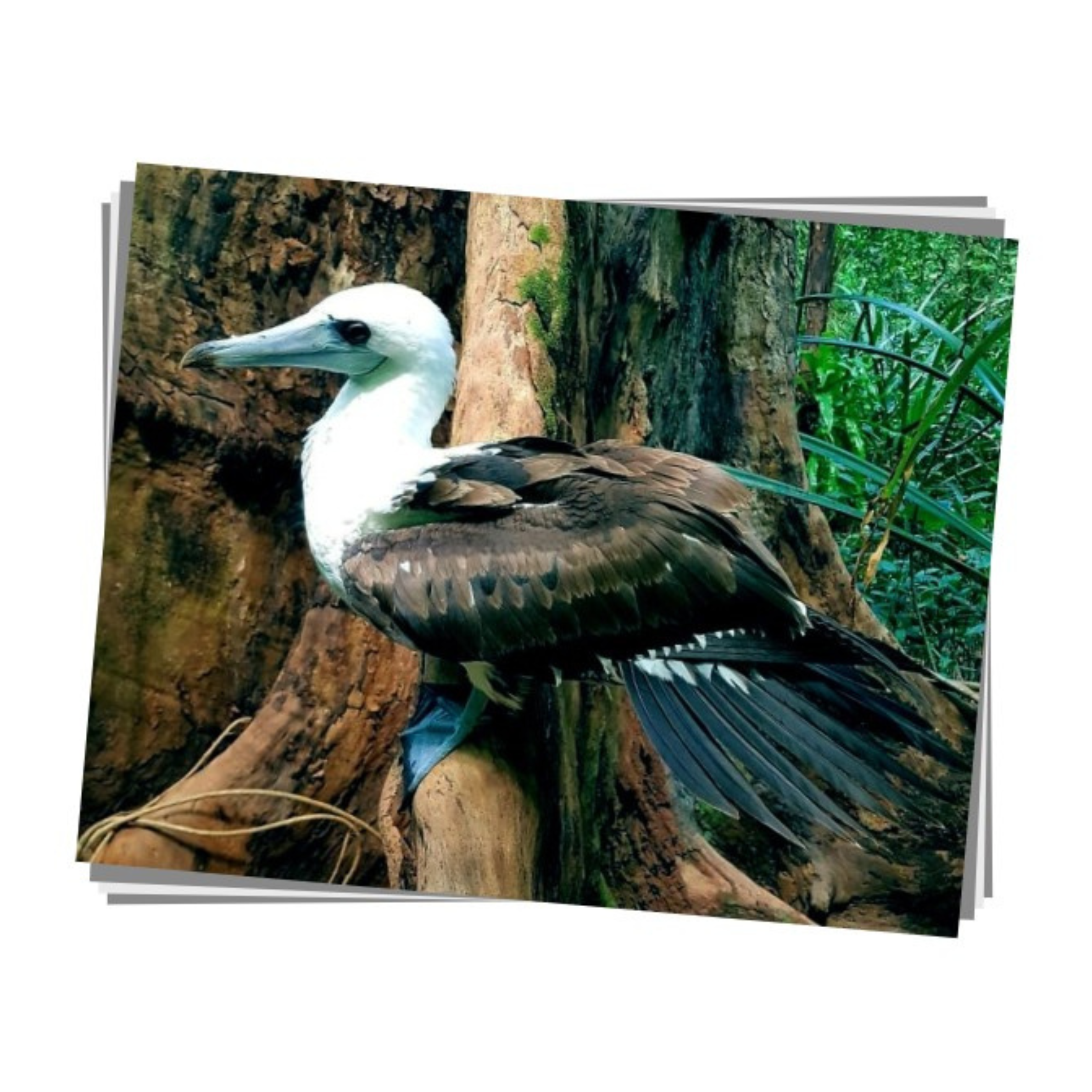 Abbott's Booby Print