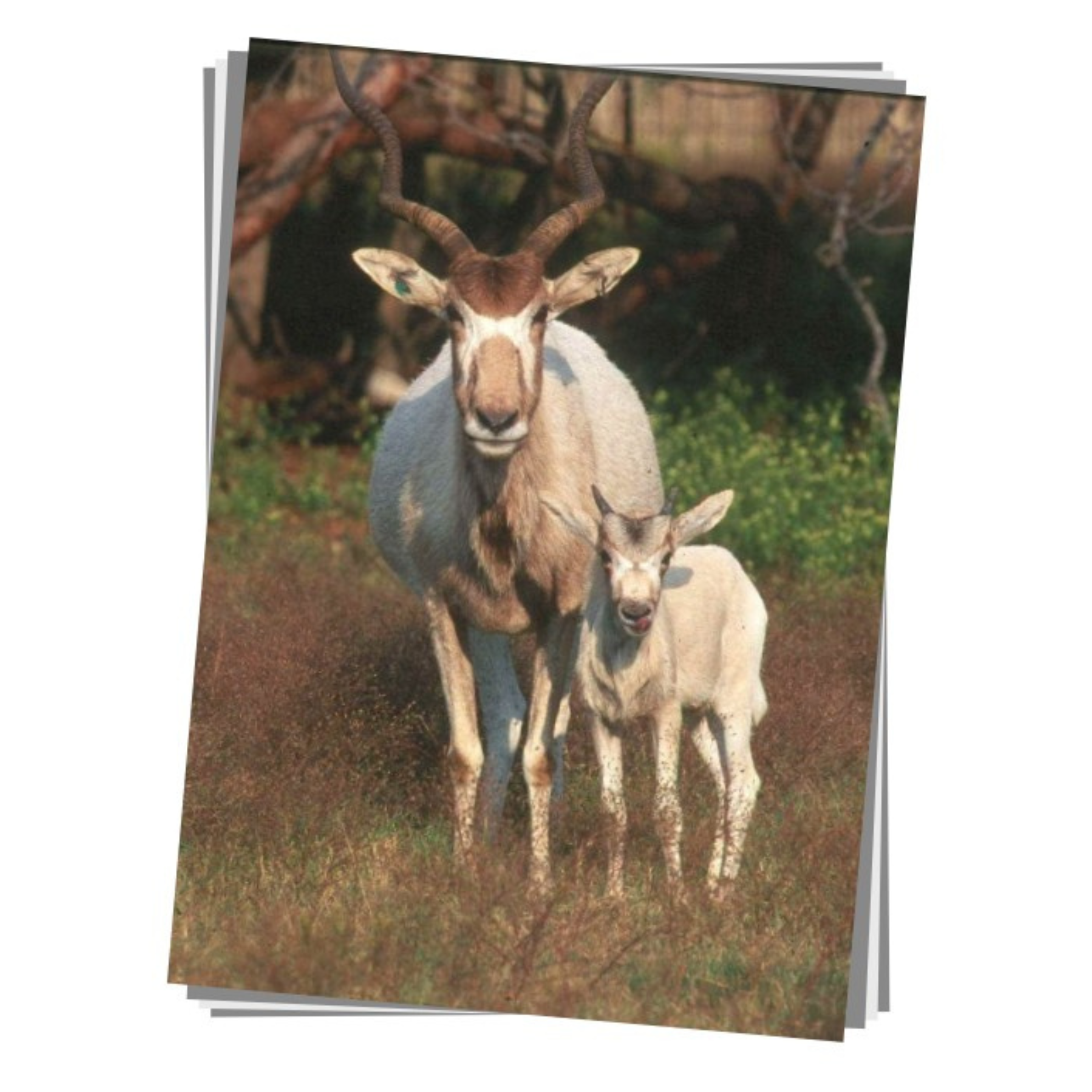 Addax Print
