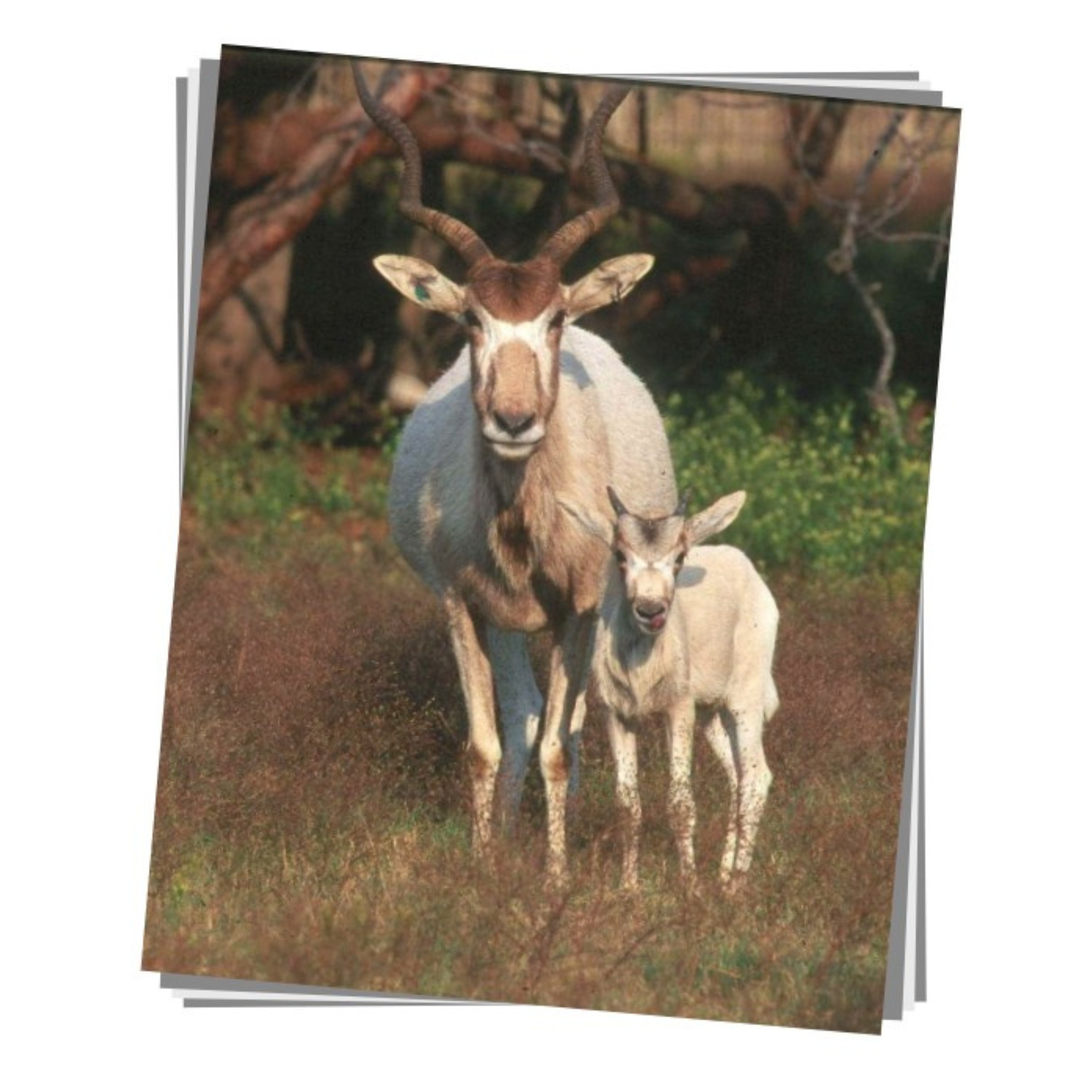 Addax Print