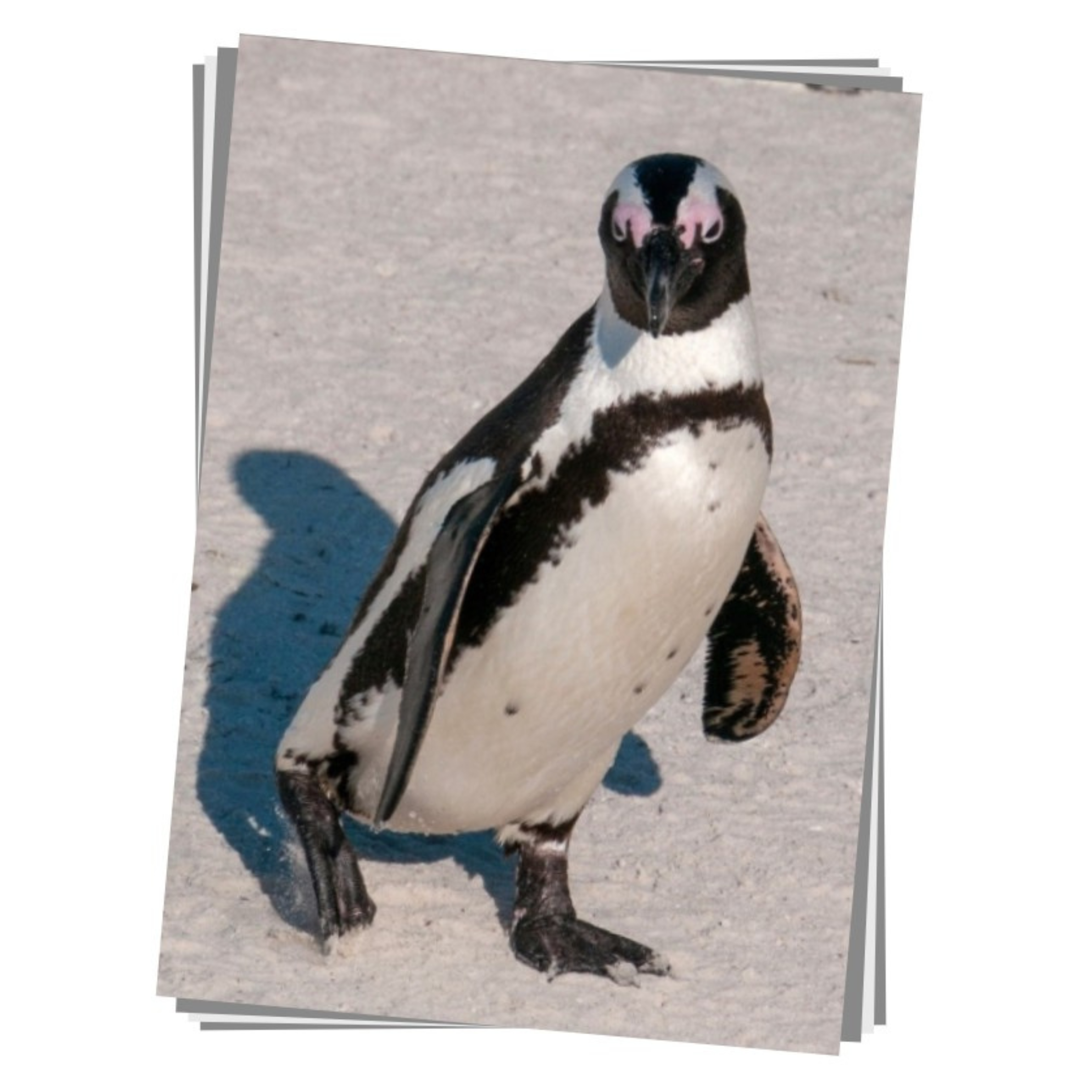 African Penguin Print