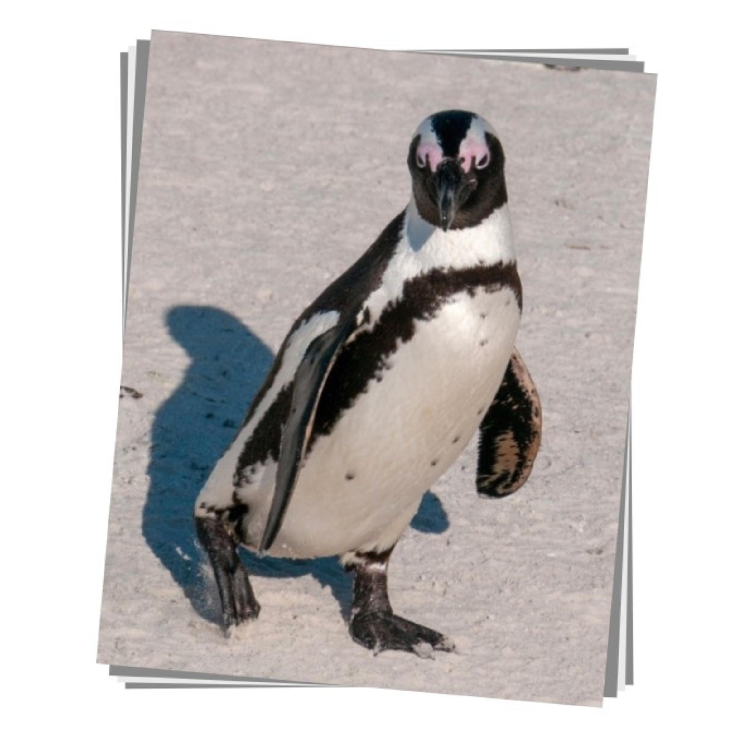African Penguin Print