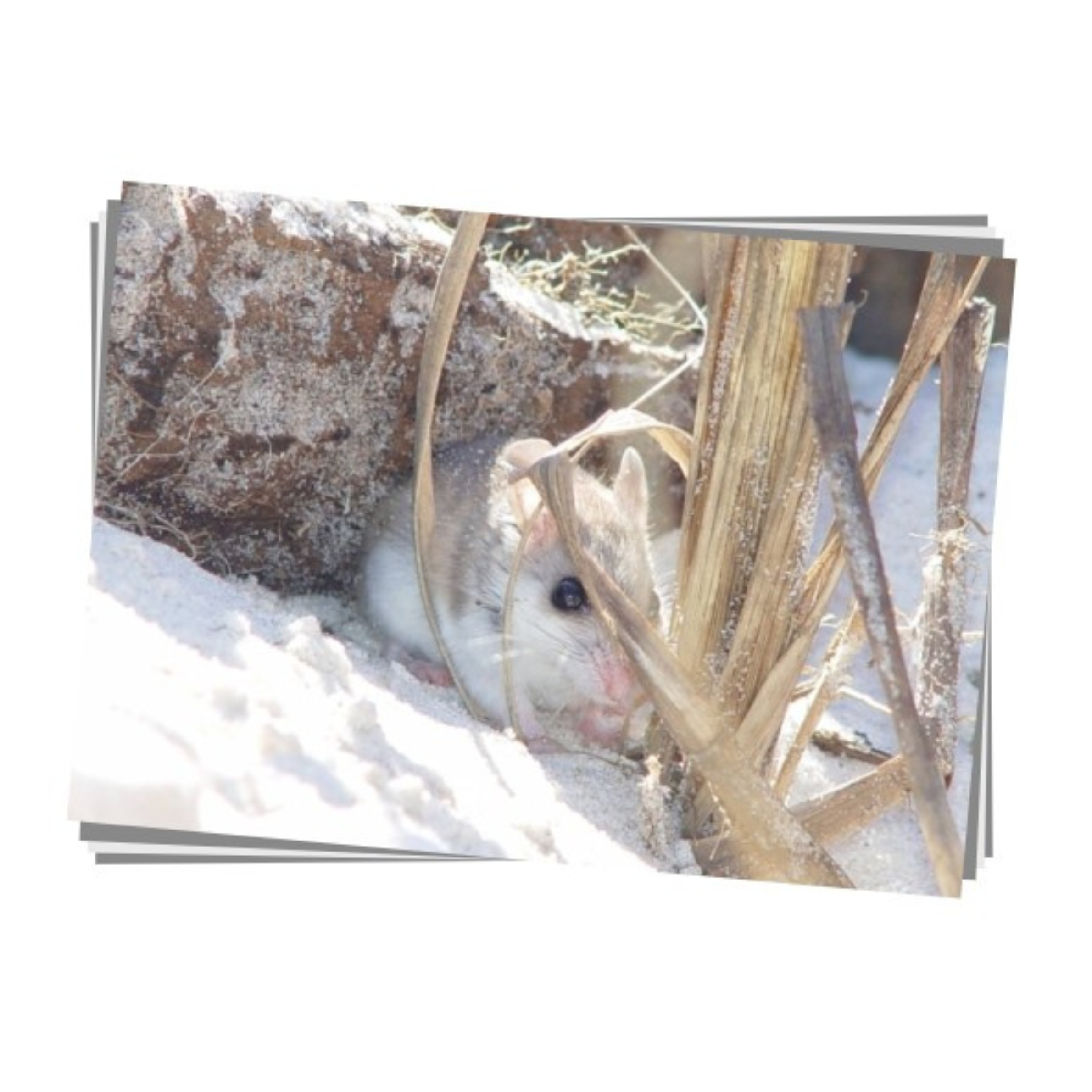 Alabama Beach Mouse Print