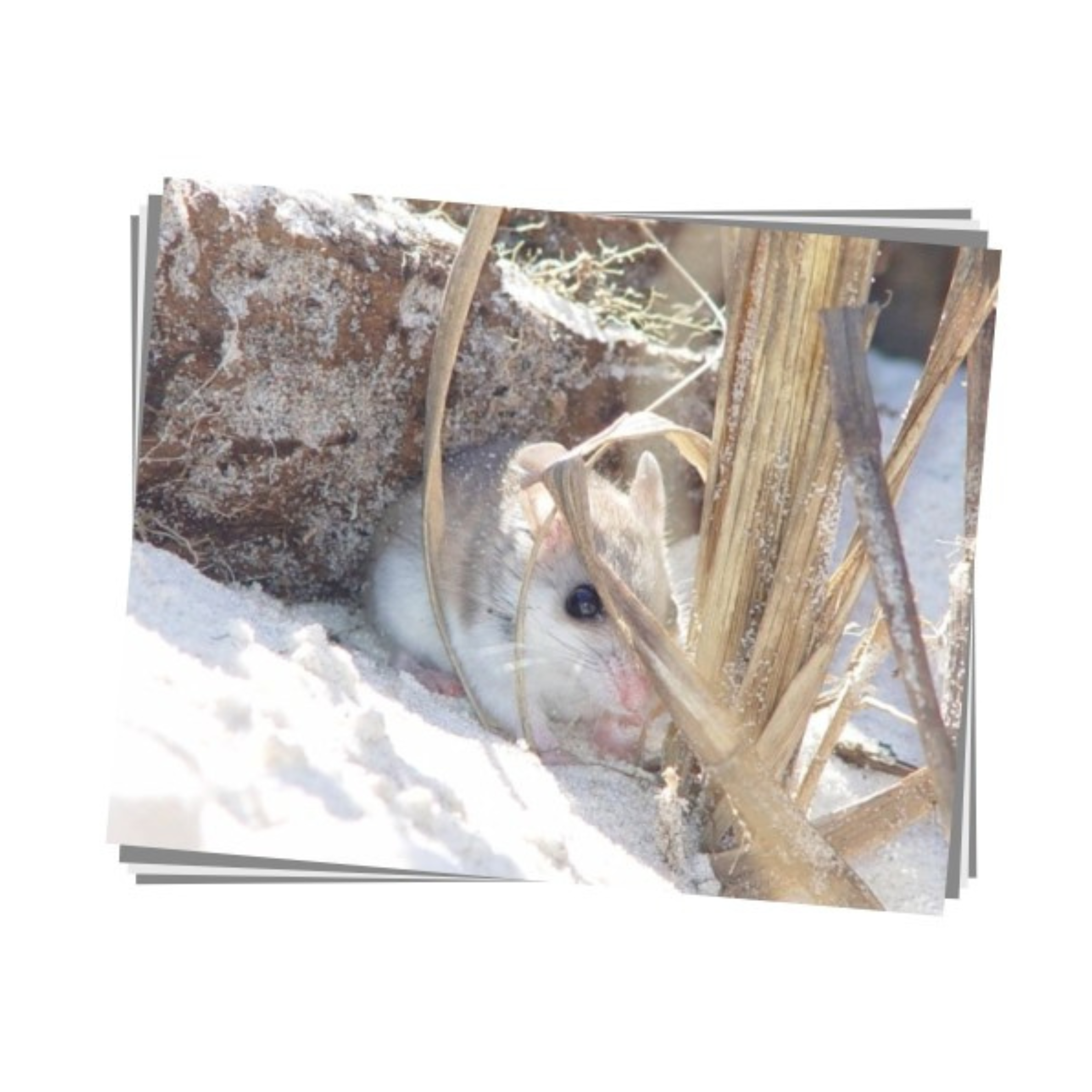 Alabama Beach Mouse Print