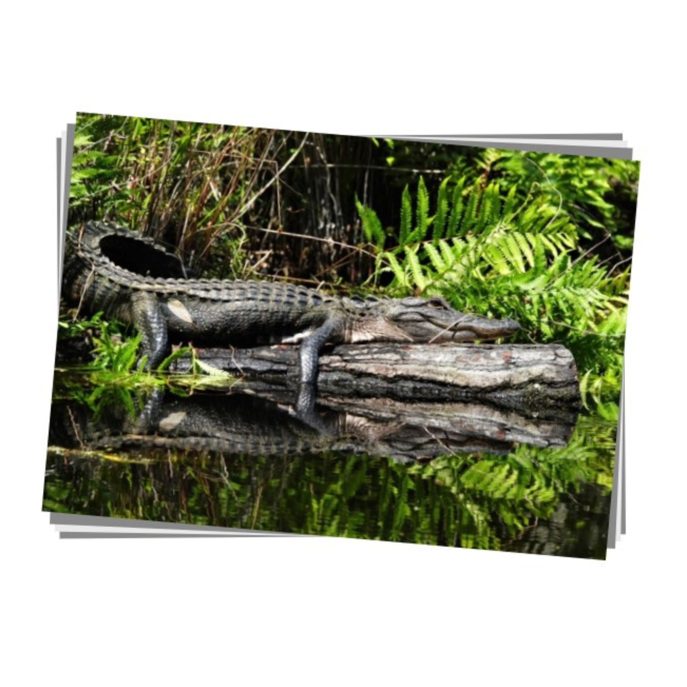 American Alligator Print