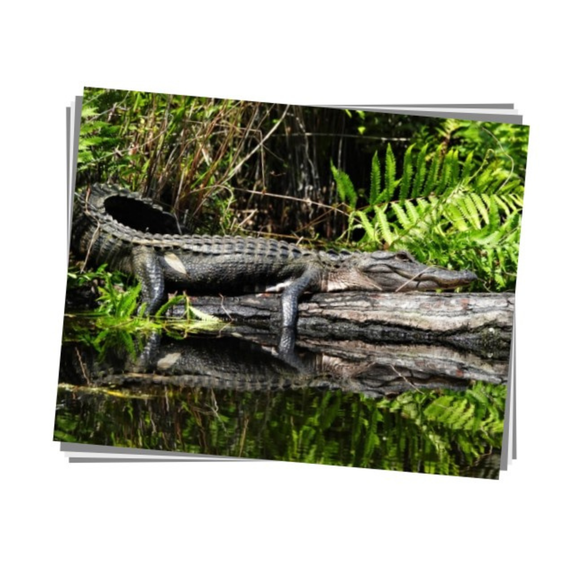 American Alligator Print