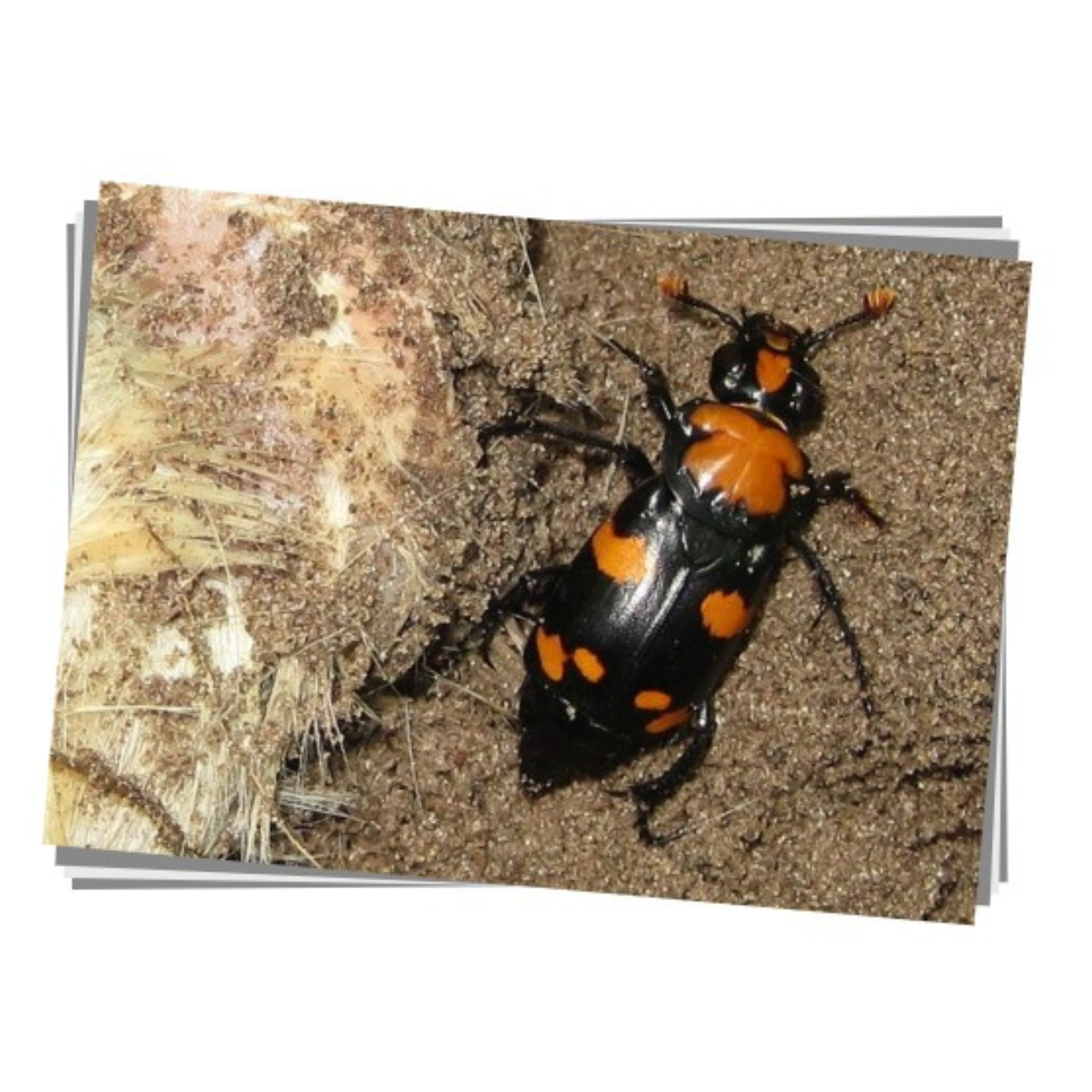 American Burying Beetle Print