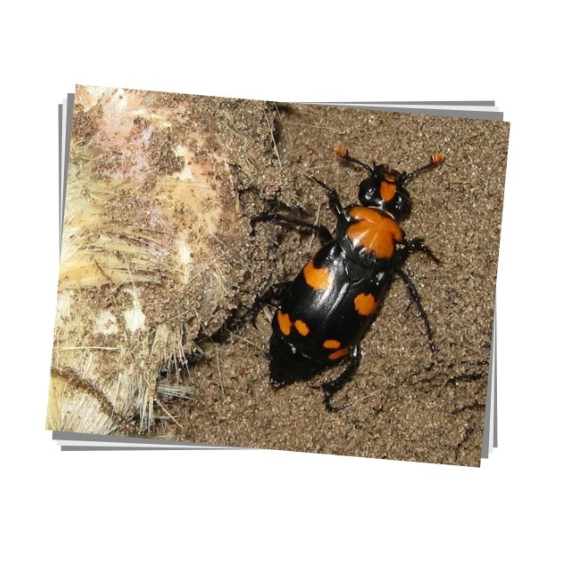American Burying Beetle Print