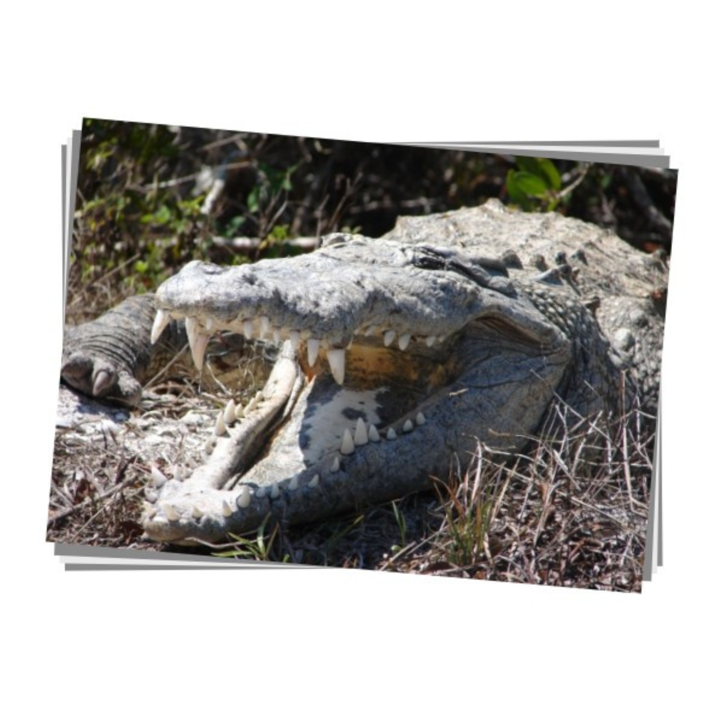 American Crocodile Print