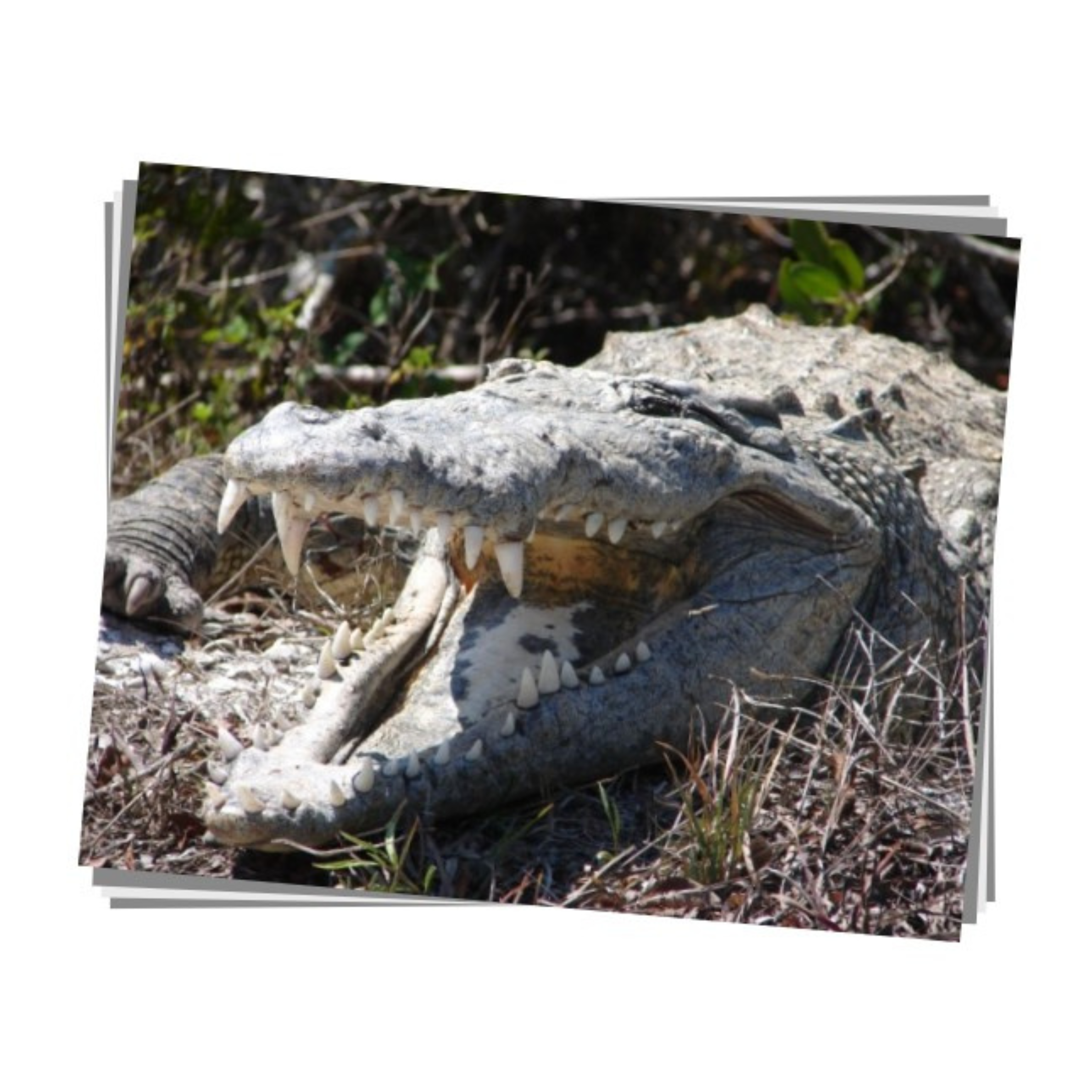 American Crocodile Print