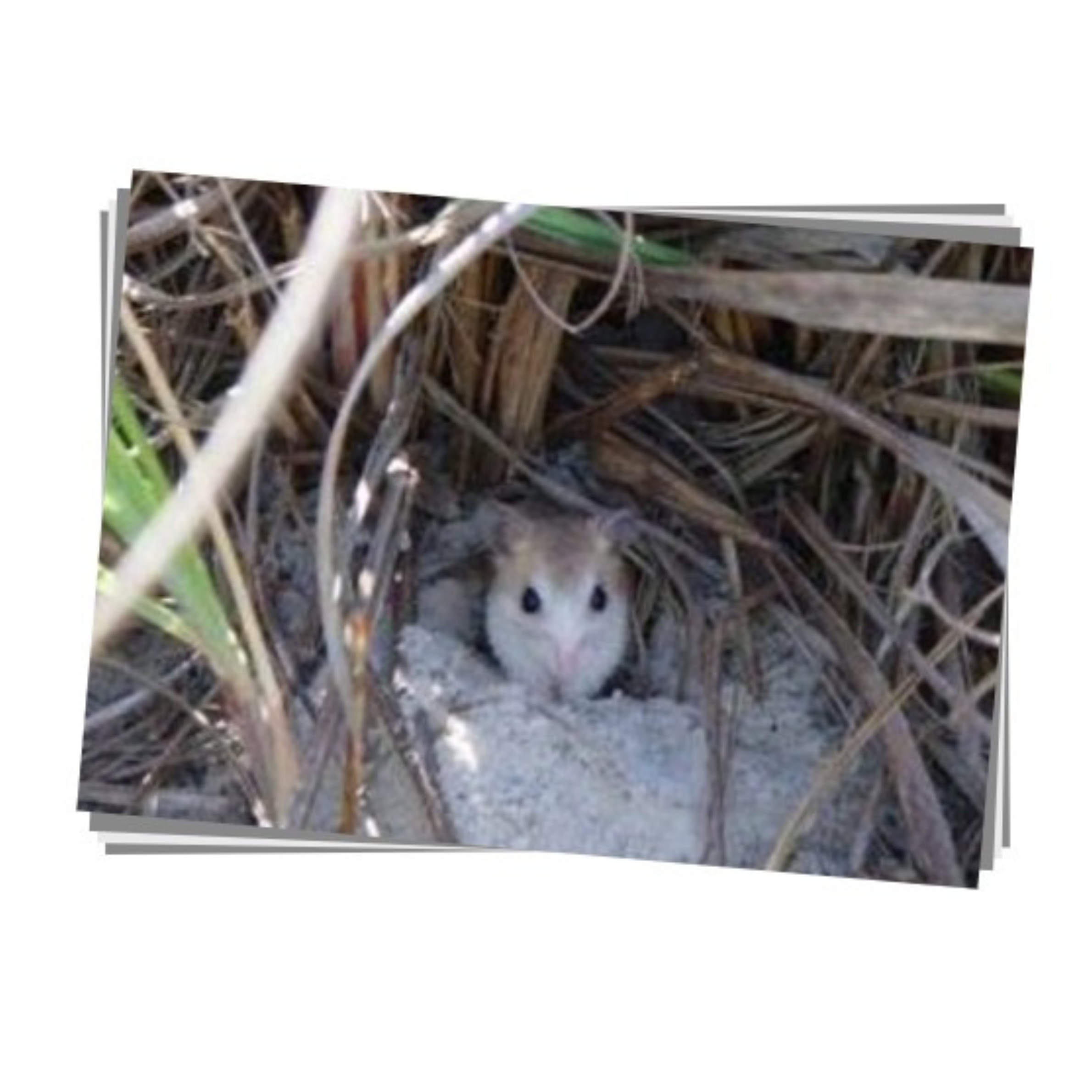 Anastasia Island Beach Mouse Print