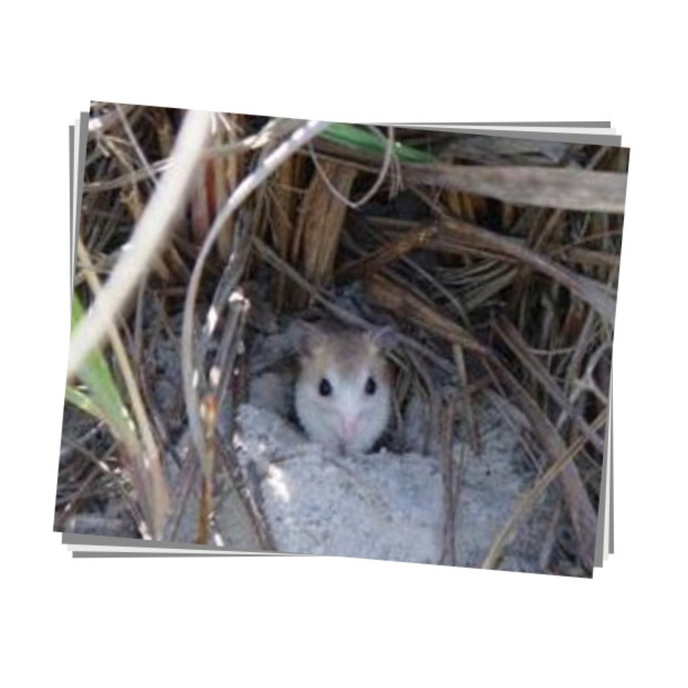 Anastasia Island Beach Mouse Print